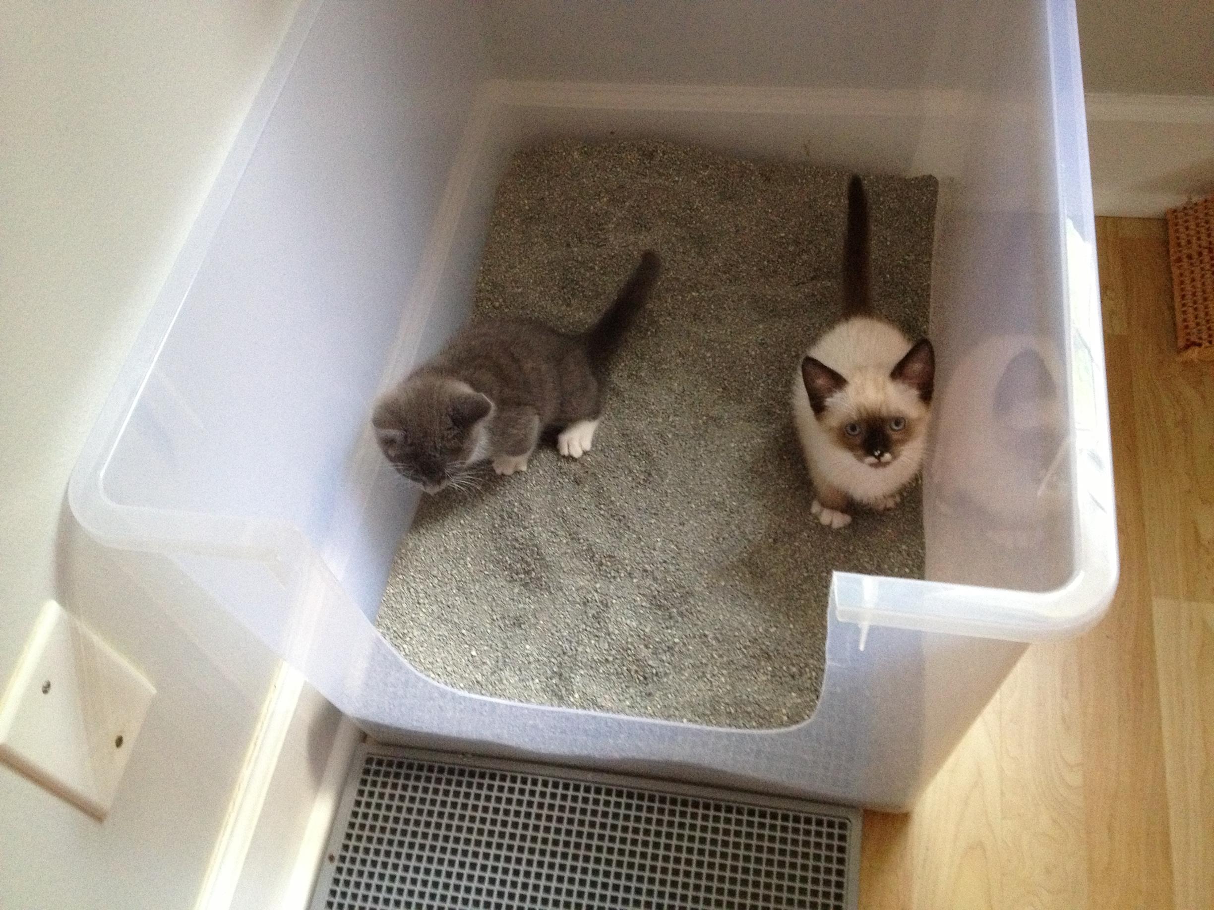 So inseparable they even used the litter box in unison!