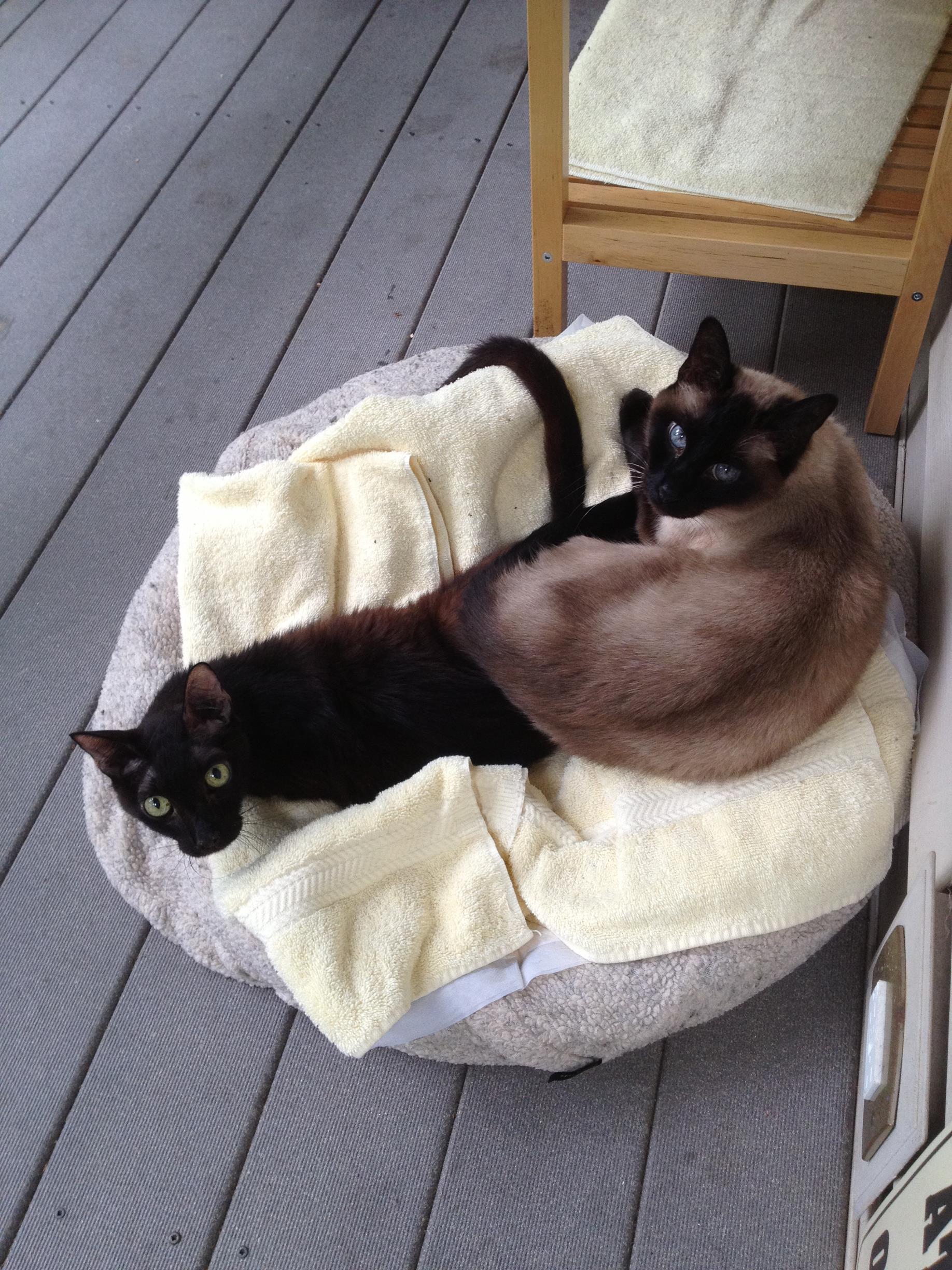 Vader with littermate Simon on a puppy pad covered bed with towel over top.