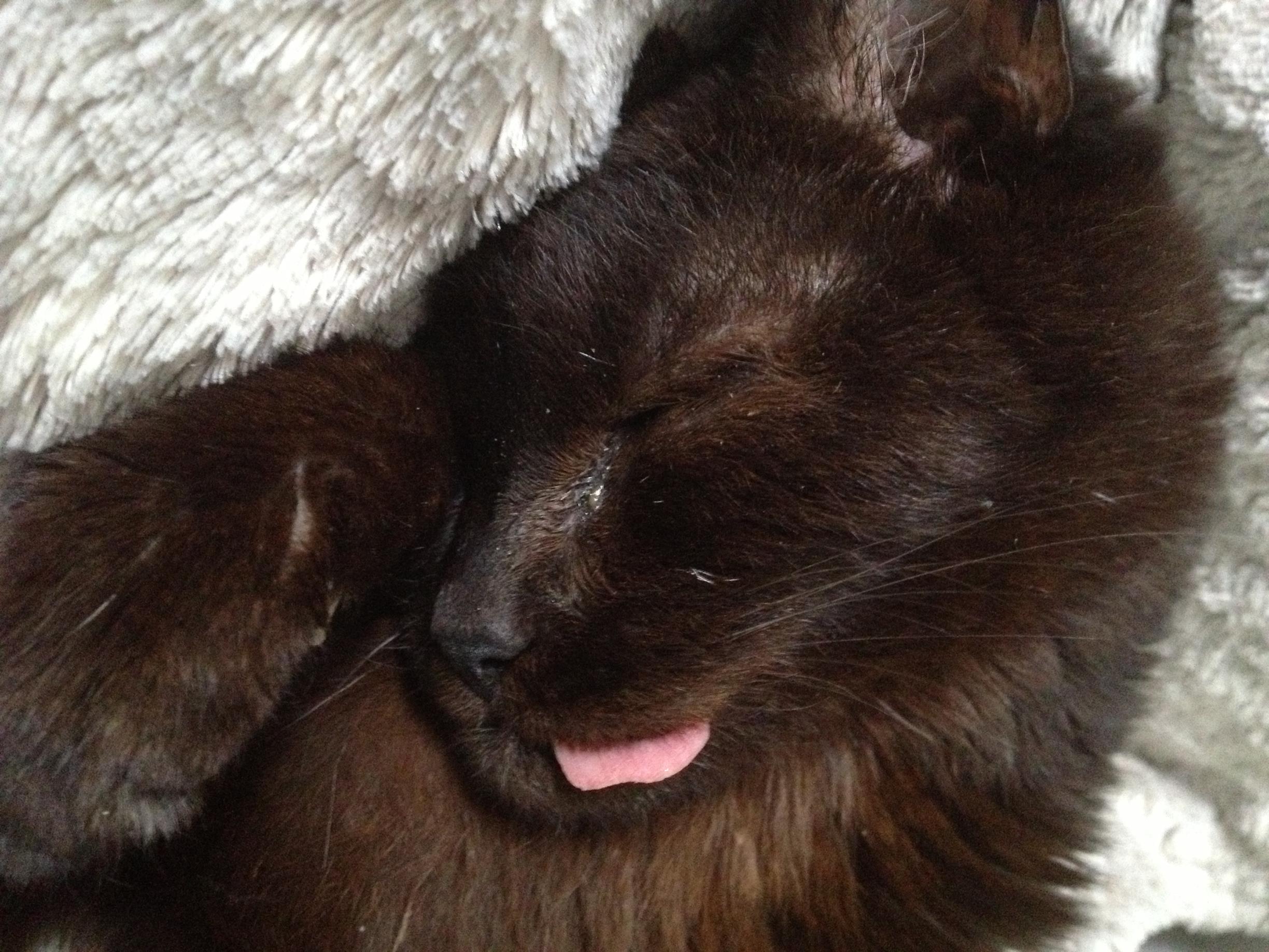 IMG_2623 (Copy) Lefty, blepping before blepping was cool.