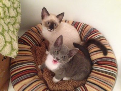 Always best to adopt two kittens together.