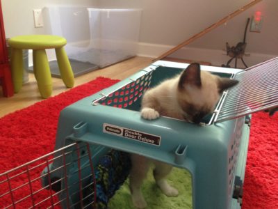 Willow exploring cat carrier. 