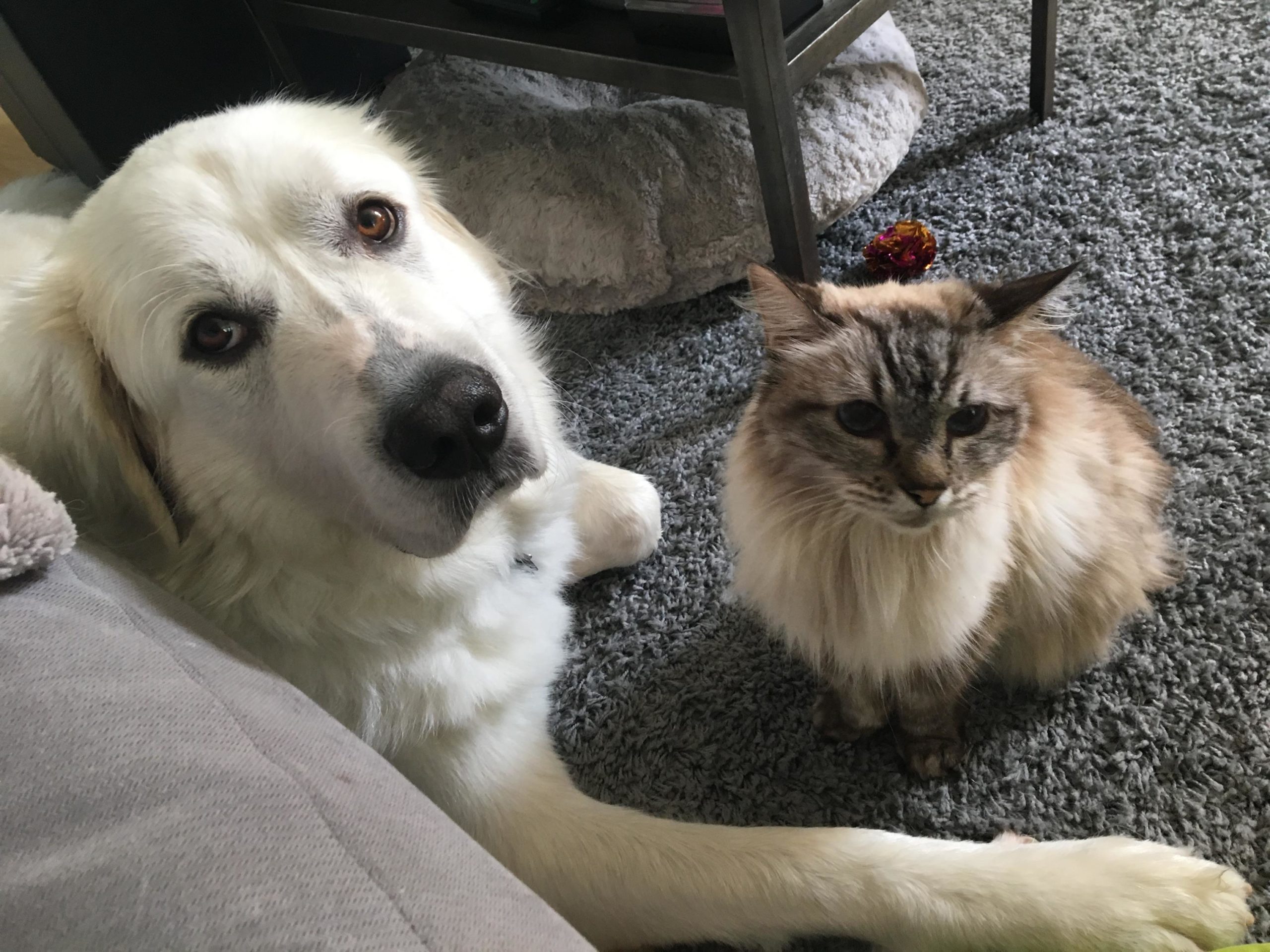 Freyja loved all of her doggies. She groomed them and taught them well!