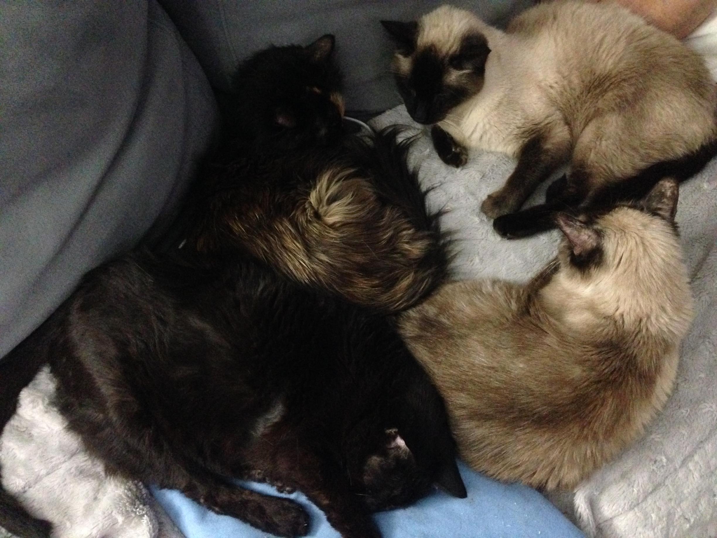 Pile O Cats! Lefty had friends!