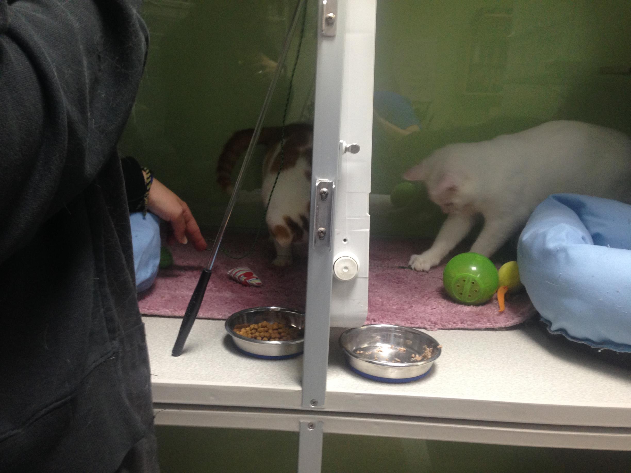 Introduction in a cage at a clinic using baby gates.