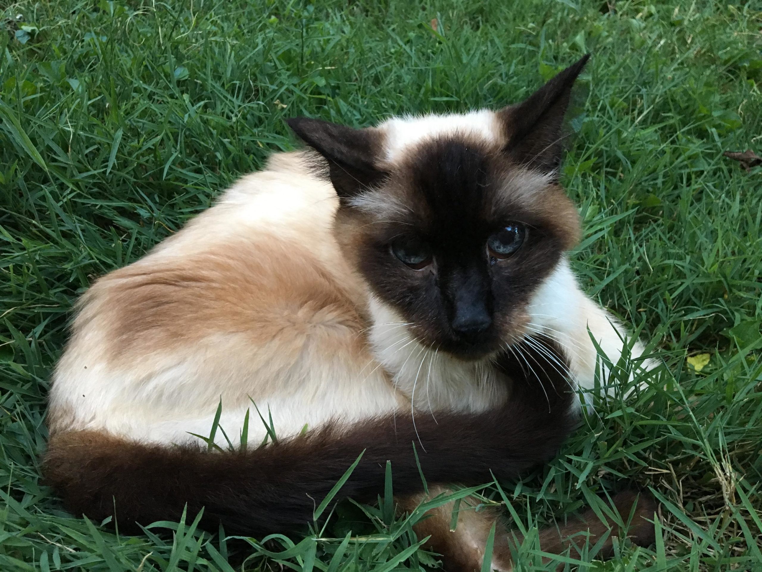 Enjoying supervised yard time wondering why we didn't do this his whole life!