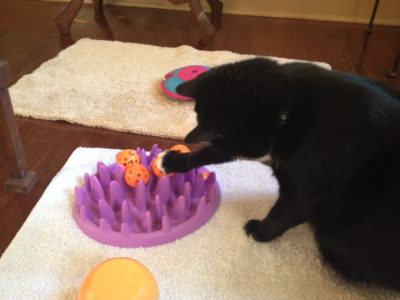 Foraging Ping Pong Balls - Image 14