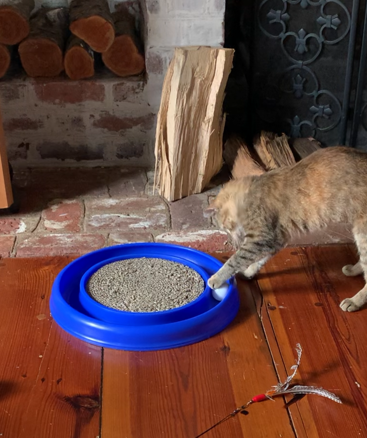 Marmalade, the new little lady playing and exploring in her home. 