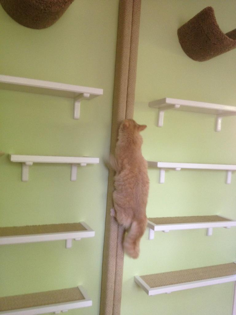 Pete exploring vertical space by Fundamentally Feline. 