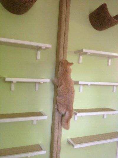 Wall Mounted Sisal Scratch Pole 6' - Image 18