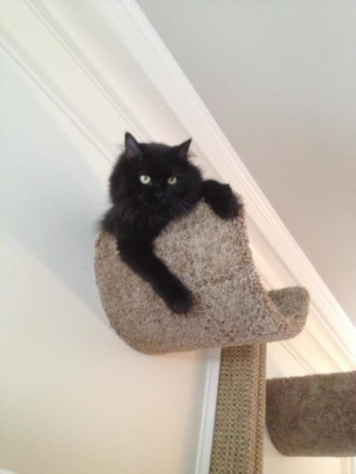 Wall Mounted Scooped Beds/Cat Floor Rocker - Image 4
