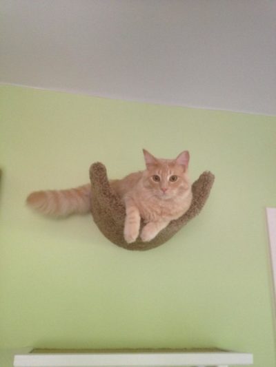 Wall Mounted Scooped Beds/Cat Floor Rocker - Image 2
