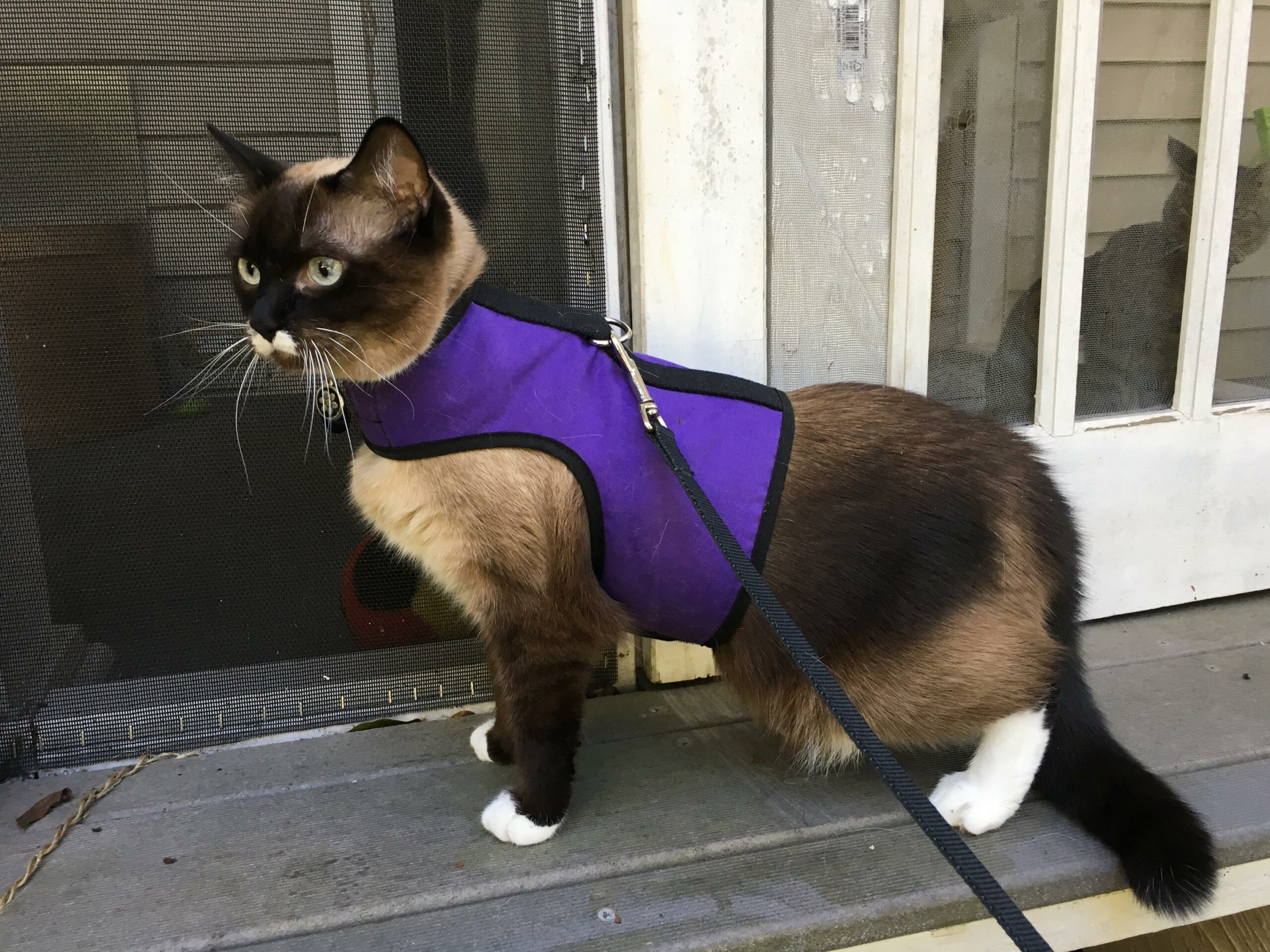 So pretty in her special vest!