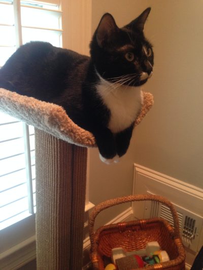 Scratching Post with Scooped Bed - Image 12