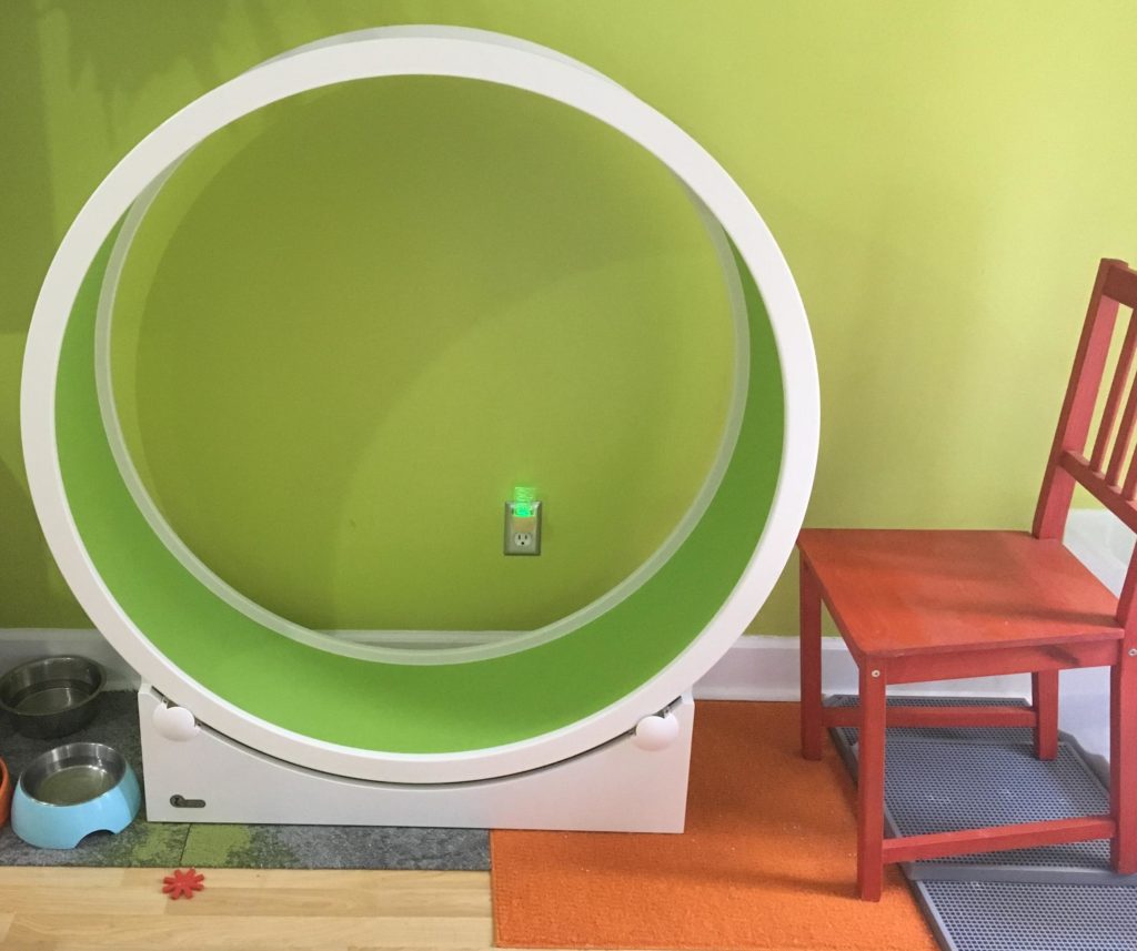 How to encourage your cat to use a cat wheel. Fundamentally Feline