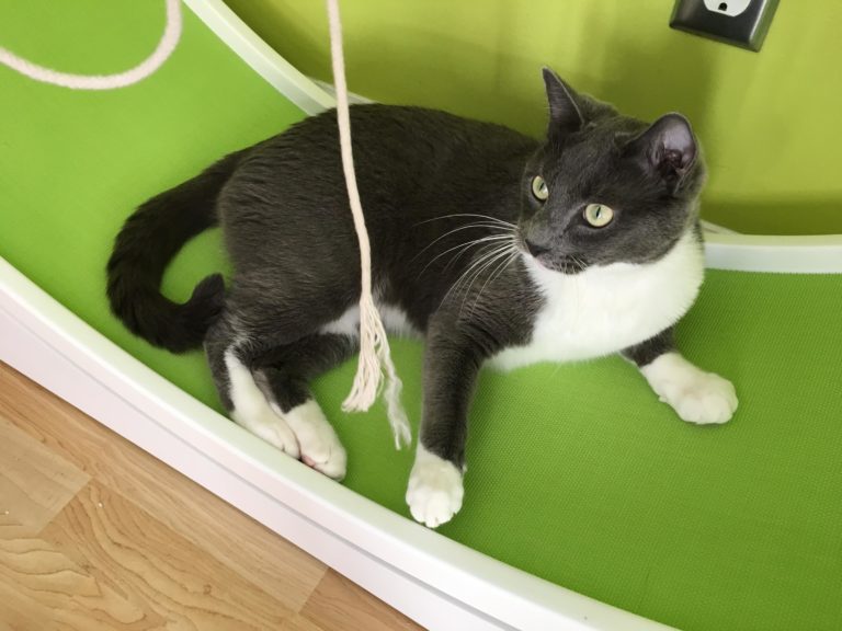 How to encourage your cat to use a cat wheel. Fundamentally Feline