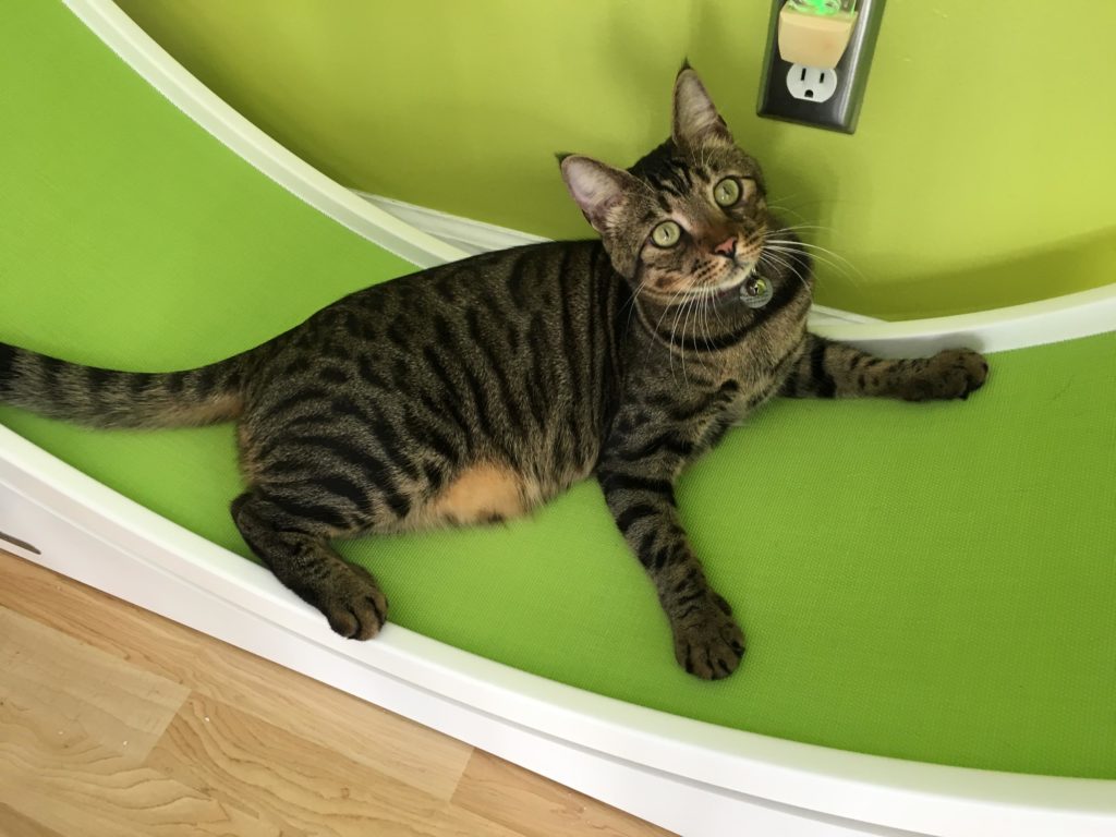 How to encourage your cat to use a cat wheel. Fundamentally Feline