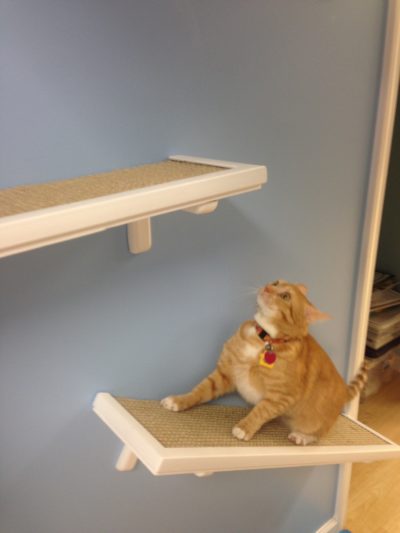 Sisal Cat Run 24" - Image 12