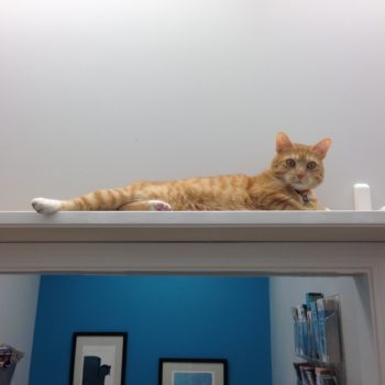 Sisal Cat Run 36"