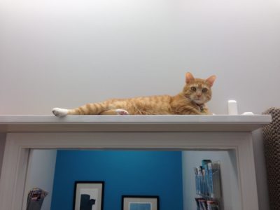 Sisal Cat Run 36"