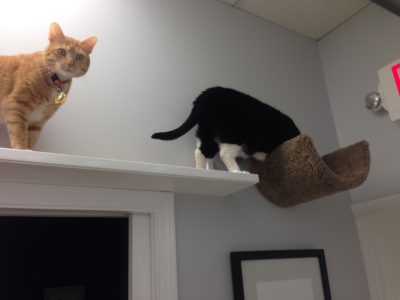 Sisal Cat Run 36" - Image 18
