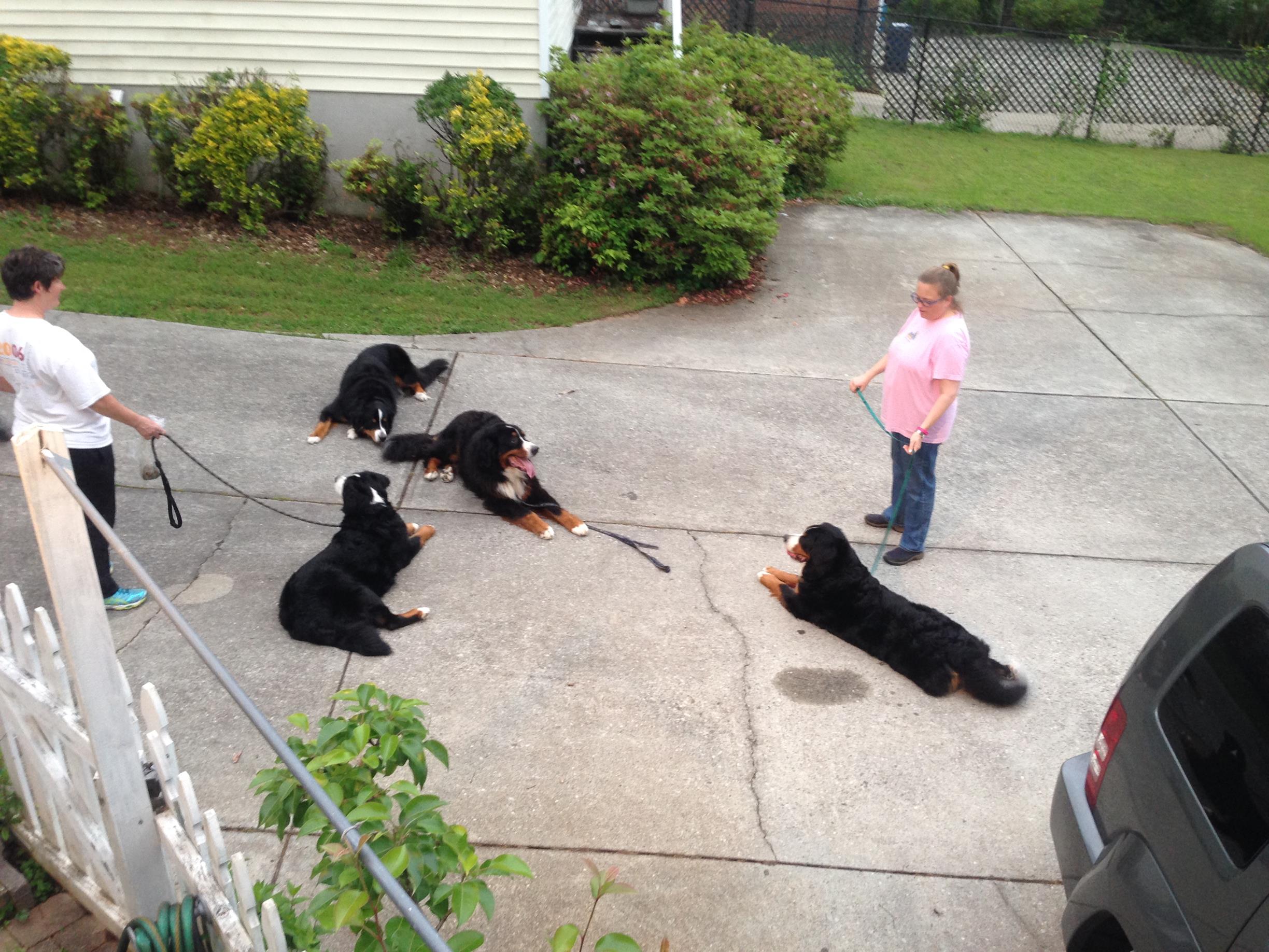 Having a Bernese Mountain Dog meeting in our driveway. Important business!