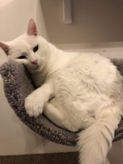 Wall Mounted Scooped Beds/Cat Floor Rocker - Image 11