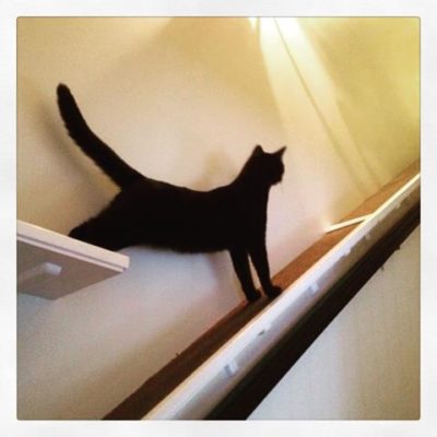 Sisal Cat Run 36" - Image 7