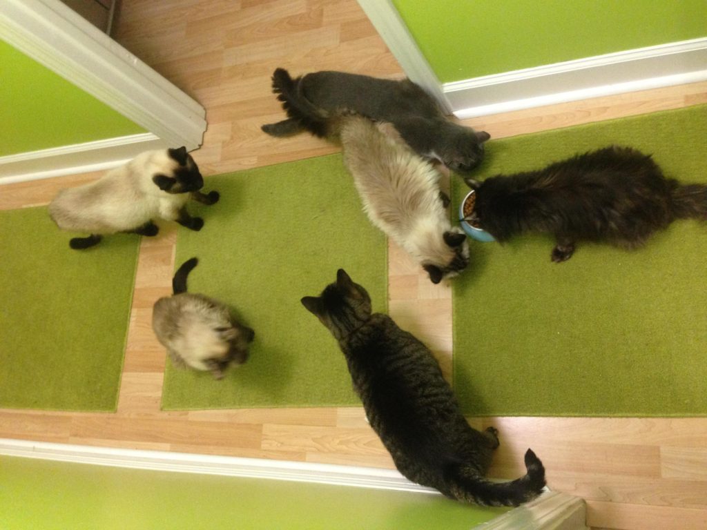 Litter boxes get the scoop part 3! Special needs cats and