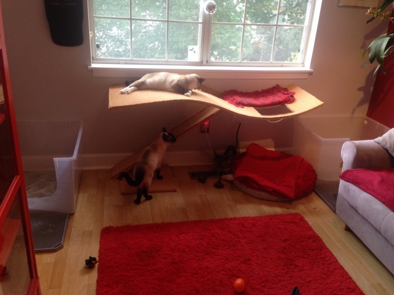 Litter boxes get the scoop! What kind, how many and where. Fundamentally Feline