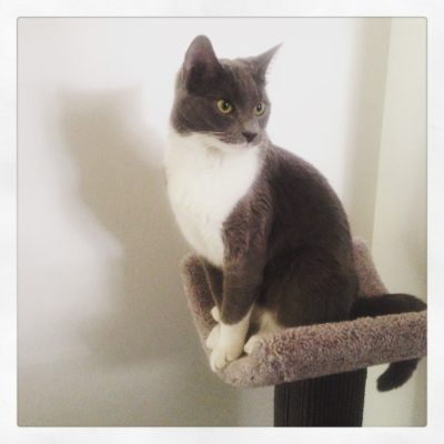 Scratching Post with Scooped Bed - Image 18