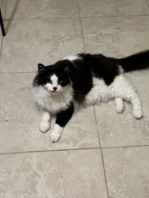 IMG_4837 Toby, a senior, likely given up for his elimination issues. His new mom stuck by him!