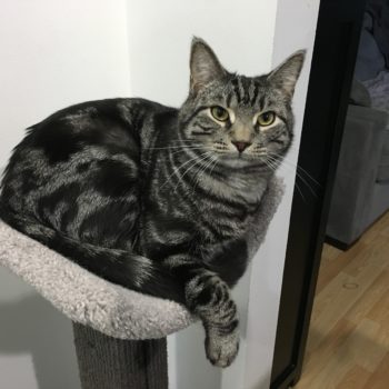 Replacement Scoop Bed