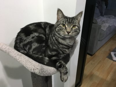 Scratching Post with Scooped Bed - Image 17
