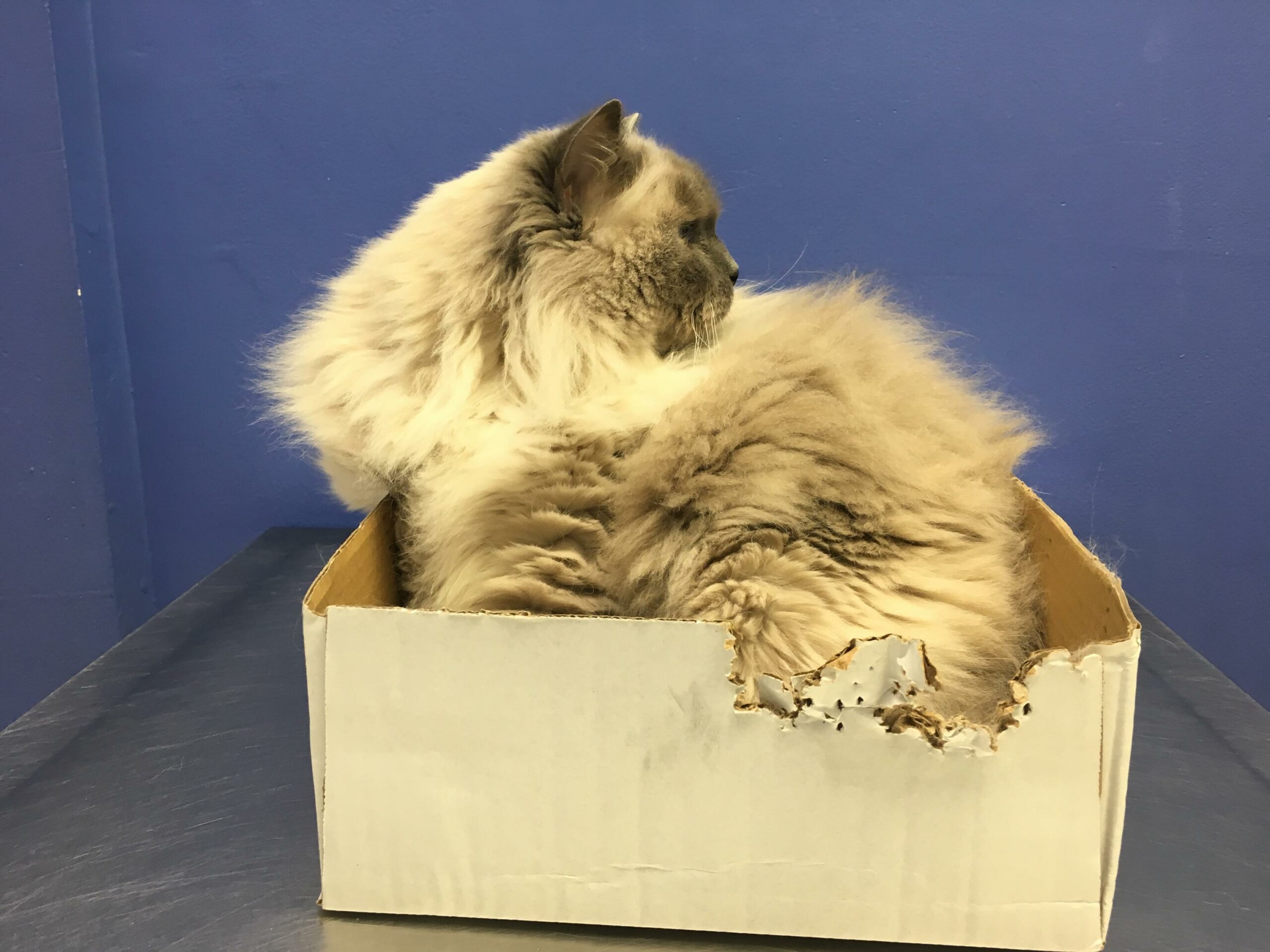 At the clinic, we brought his box for exams!