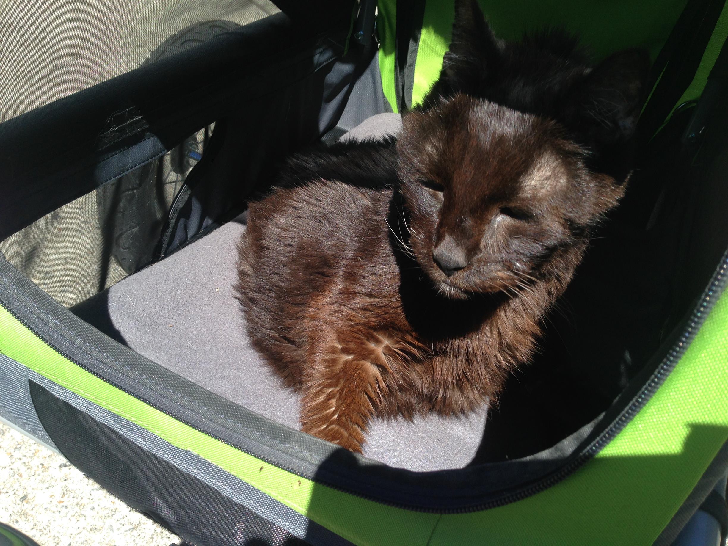 Strollers provide great enrichment for seniors & handicapped cats!