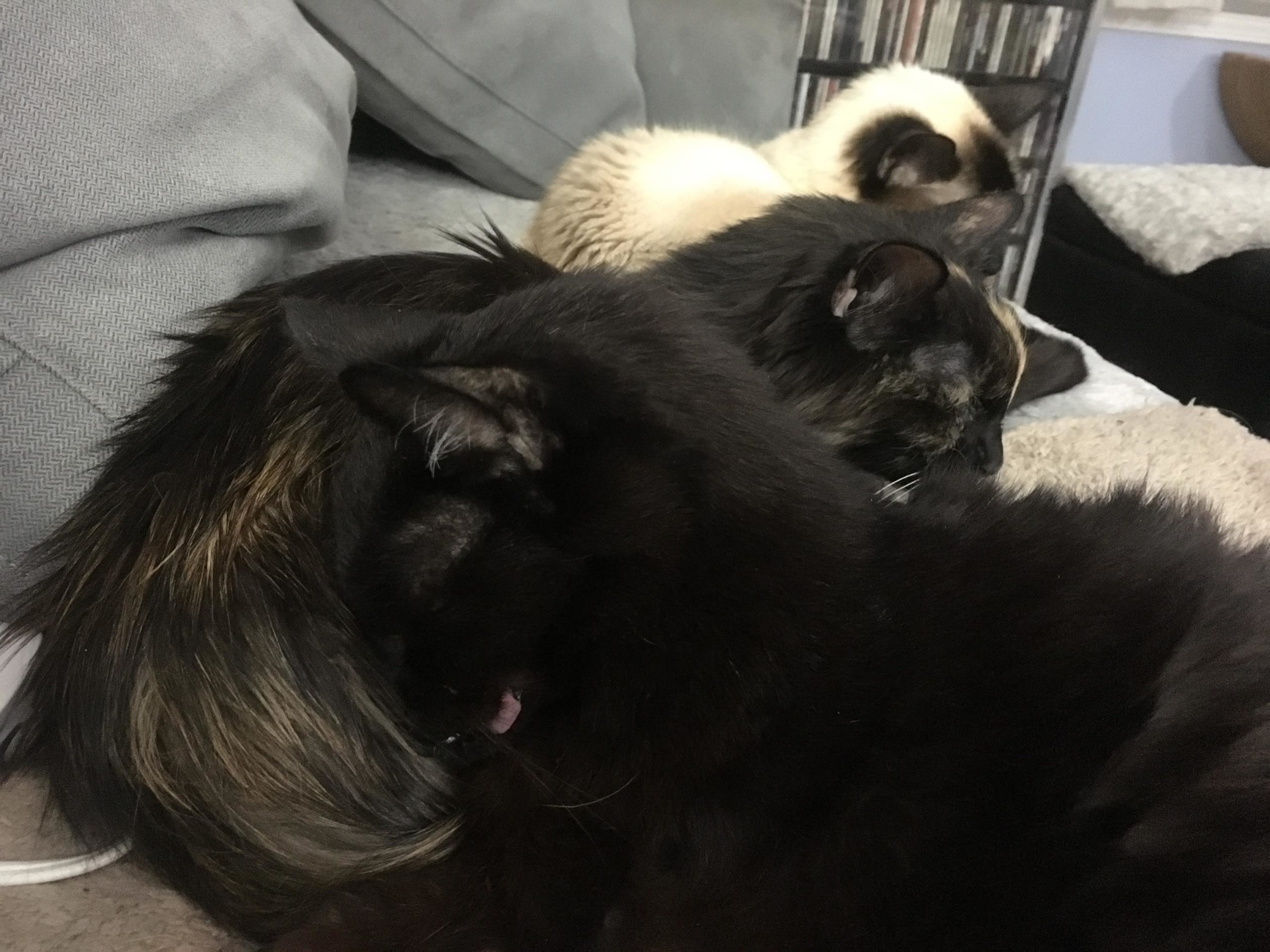Blepping with his friends!