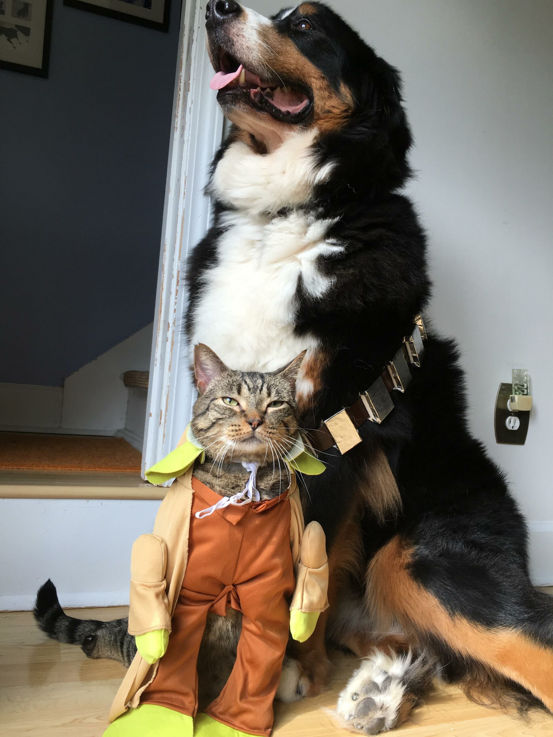 Hitch and Elsa in their Halloween costumes, Yoda and Chewy.