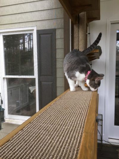 Sisal Cat Run 36" - Image 8