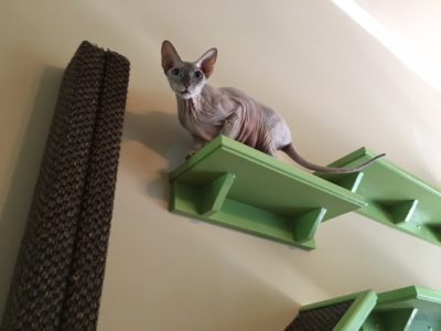 Wall Mounted Sisal Scratch Pole 6' - Image 9