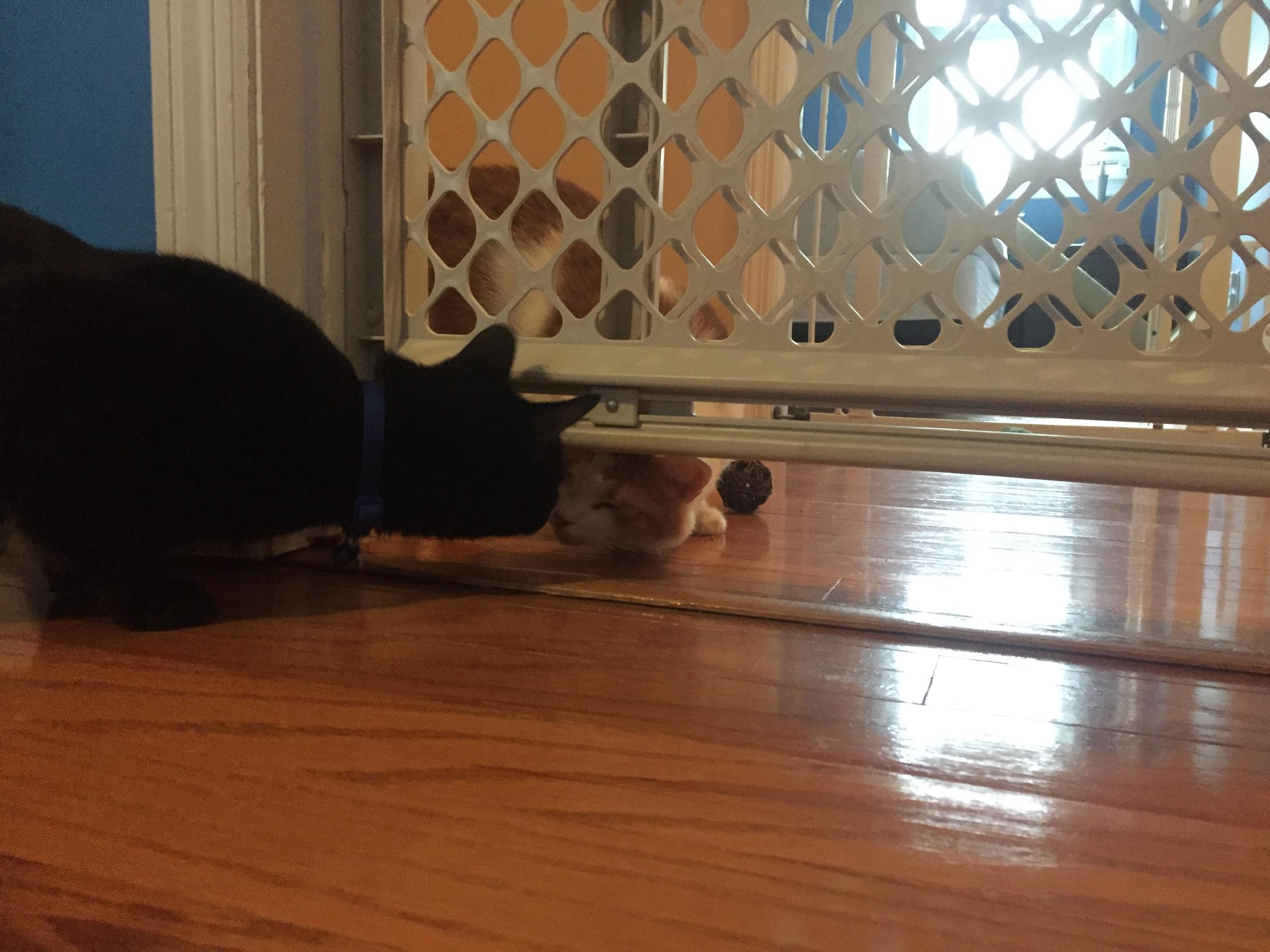 Cats being introduced with the safety of a baby gate. 