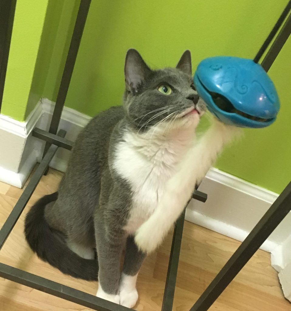 Using Food Puzzles with Your Cats Fundamentally Feline