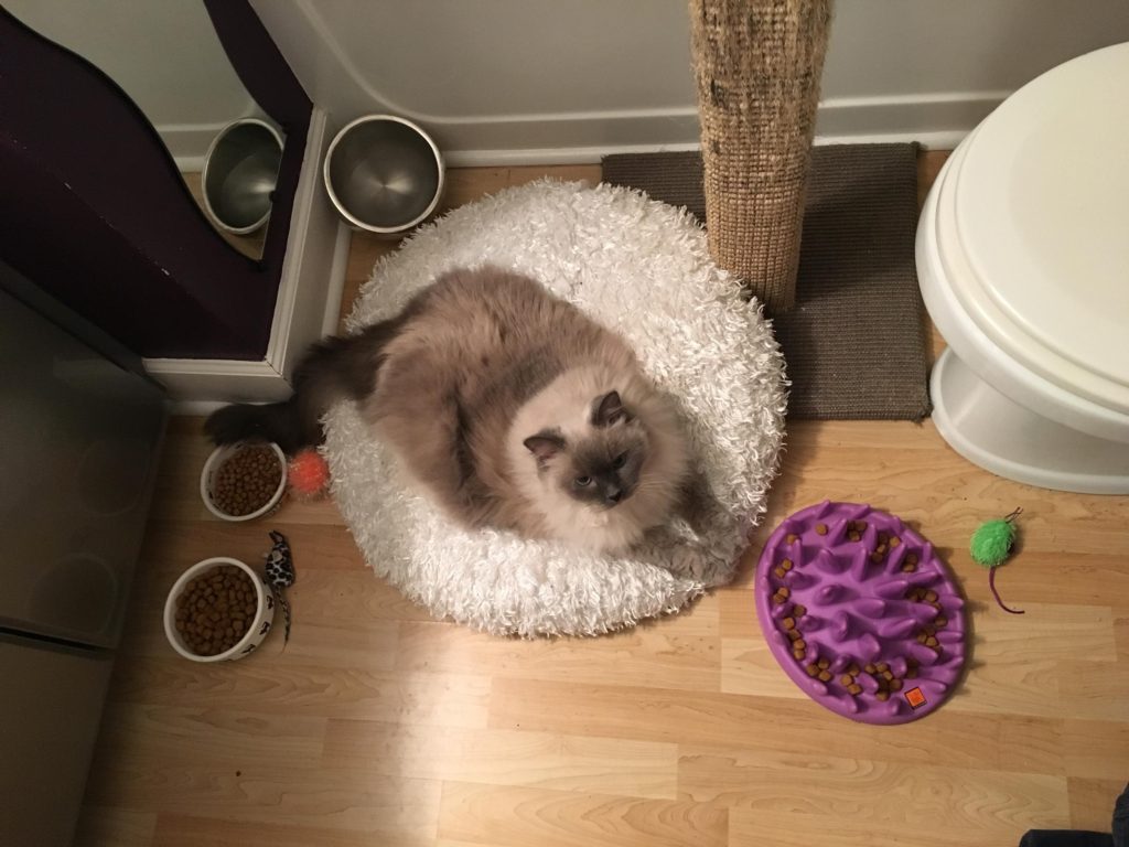 Cat Keeps Hiding In New Home Cat Keeps Hiding In New Home