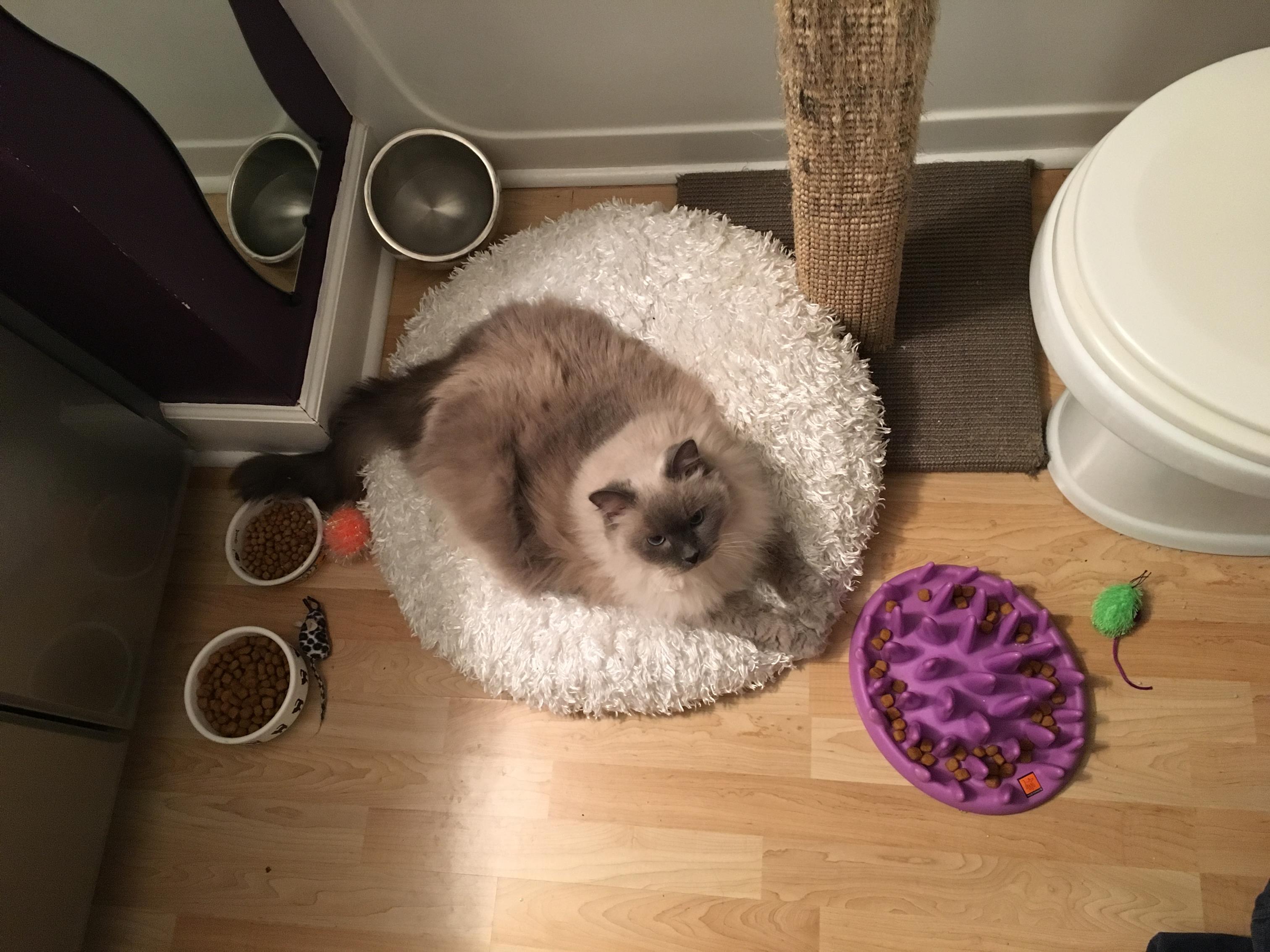 Safe room set up example, adult cat in small bathroom. 