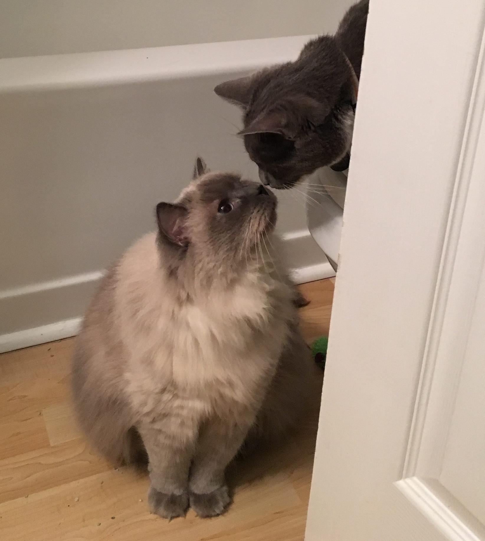 Two cats touching noses for the first time, a very high form of affection in cat speak!