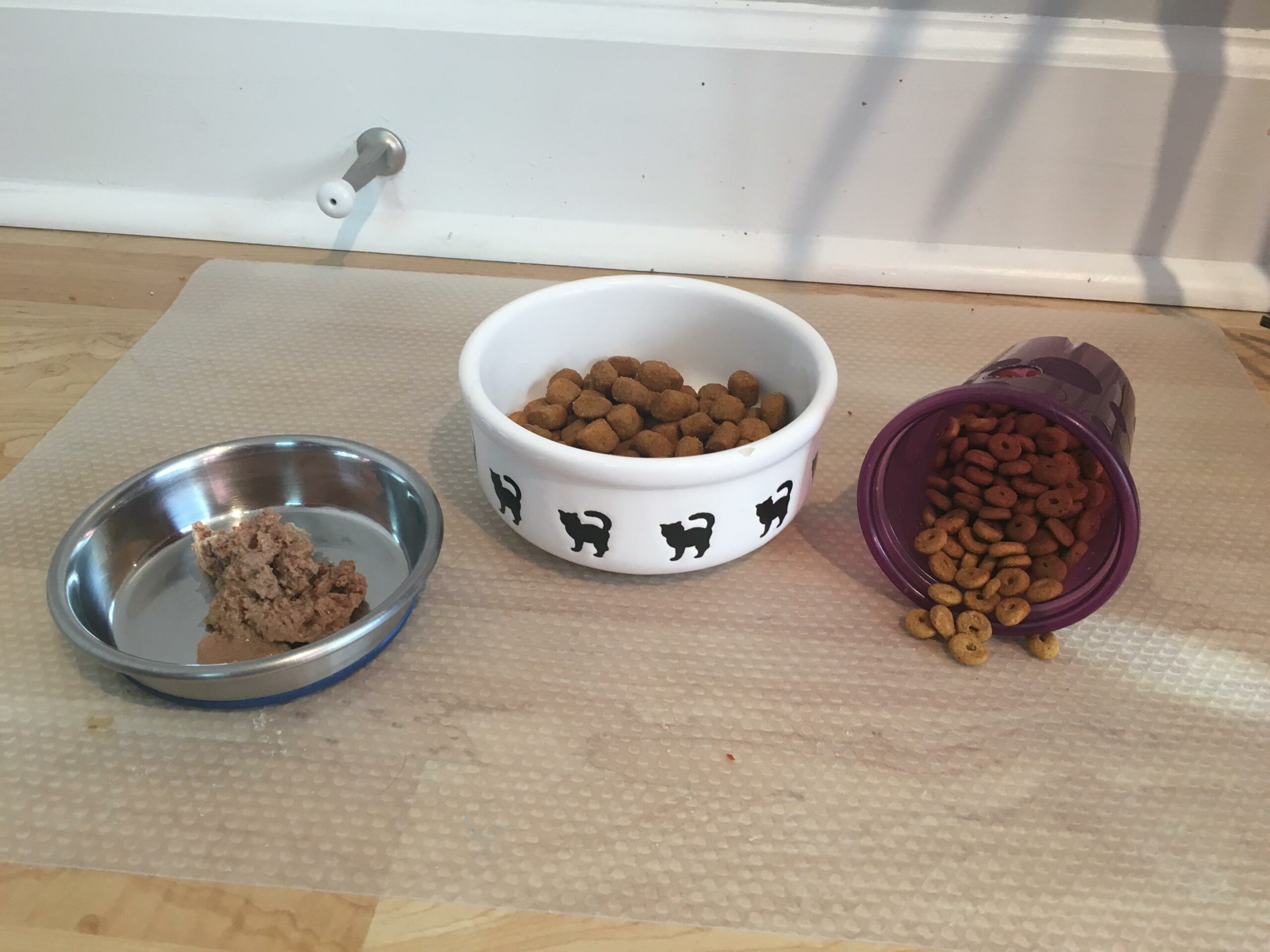 Attempting to offer wet food and an easy foraging cup-open!