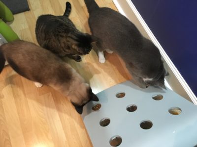 DIY cat food puzzles - Ontario SPCA and Humane Society