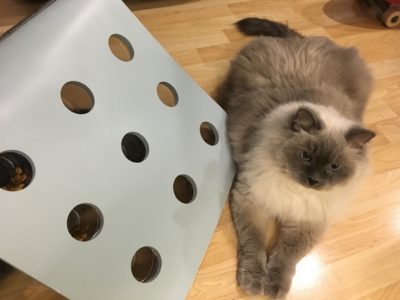 DIY food puzzles Archives - Fundamentally Feline