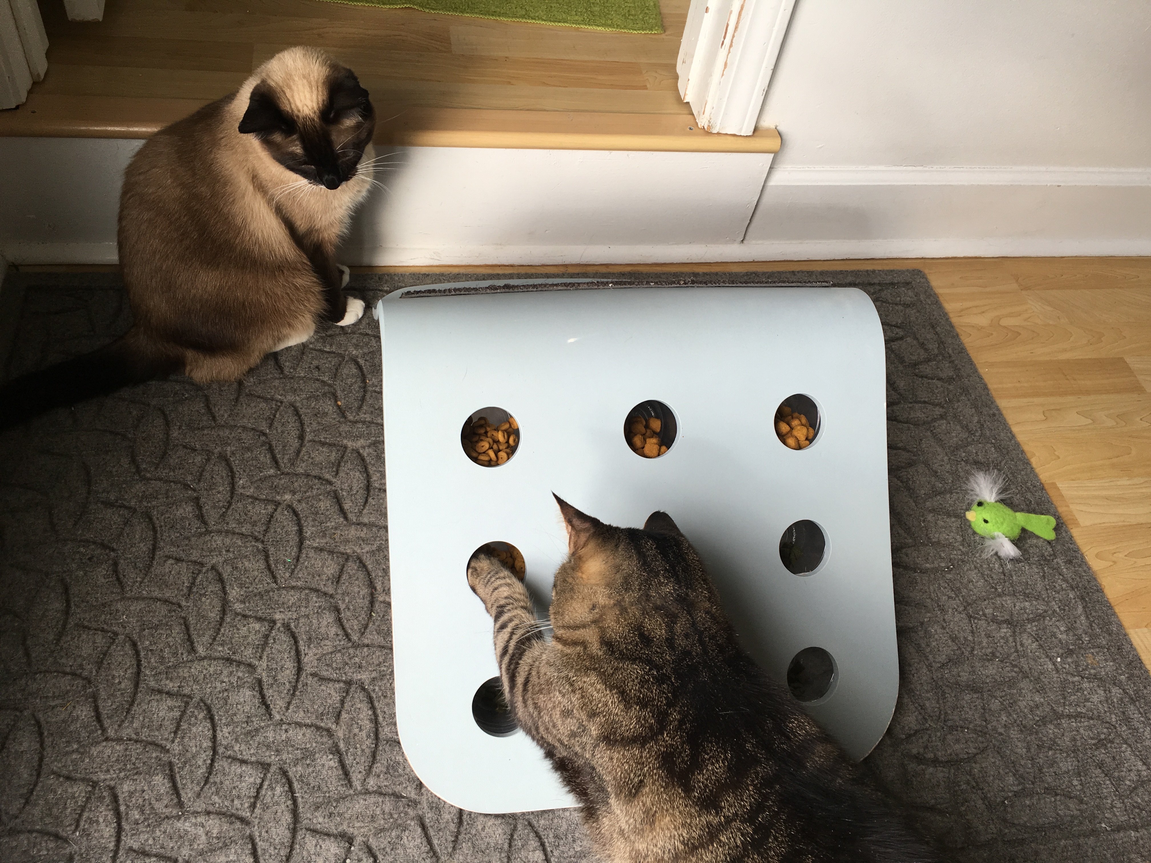 Hitch and Willow taking a crack at the IKEA hack foraging toy Ingrid made. 