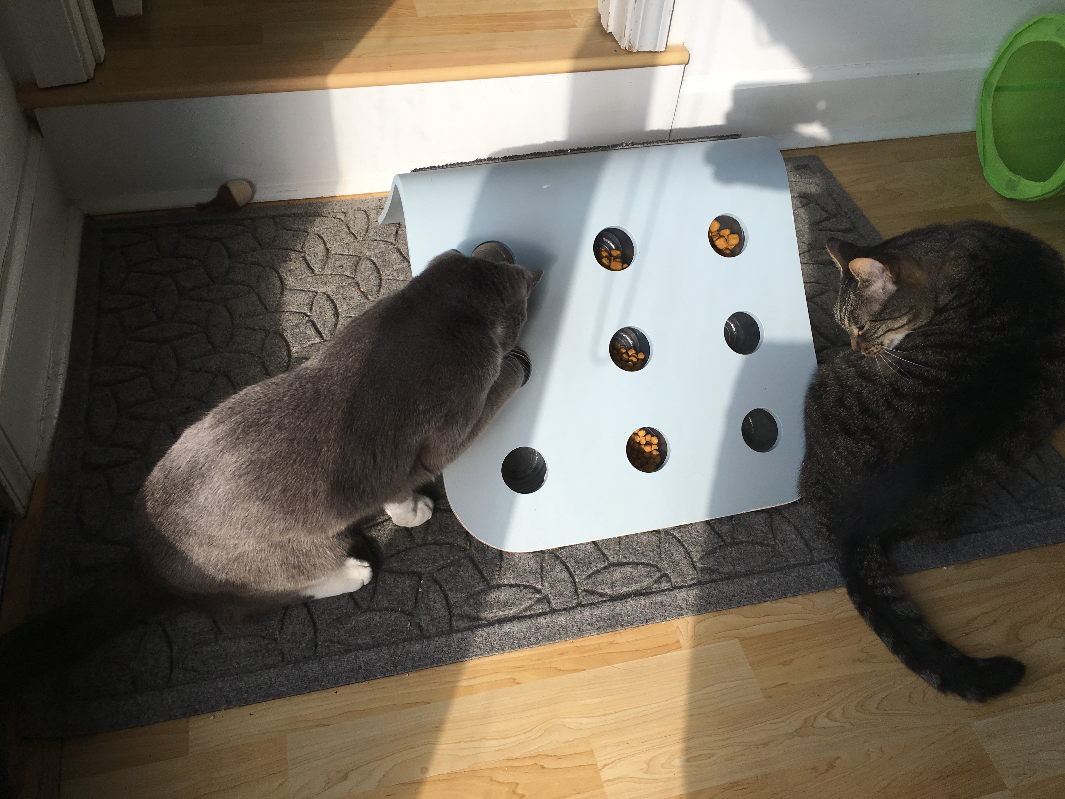 DIY Food Puzzles For Cats! - Modern Cat