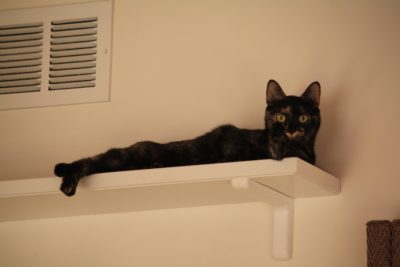 Sisal Cat Run 24" - Image 8